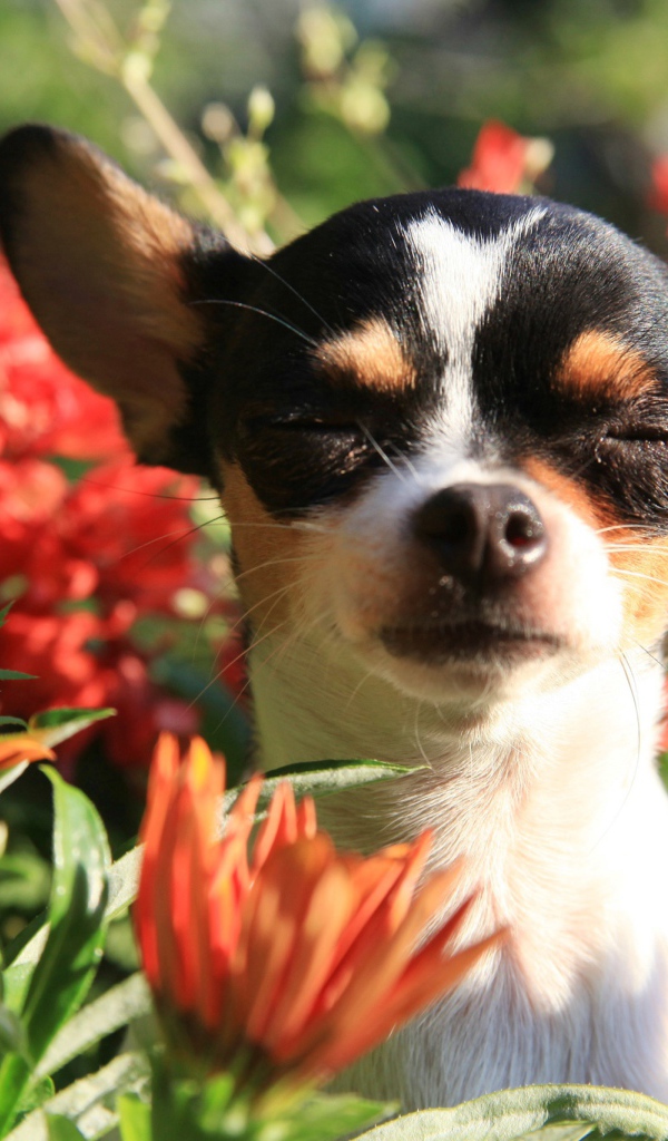 Собака породы чихуахуа с закрытыми глазами в цветах 