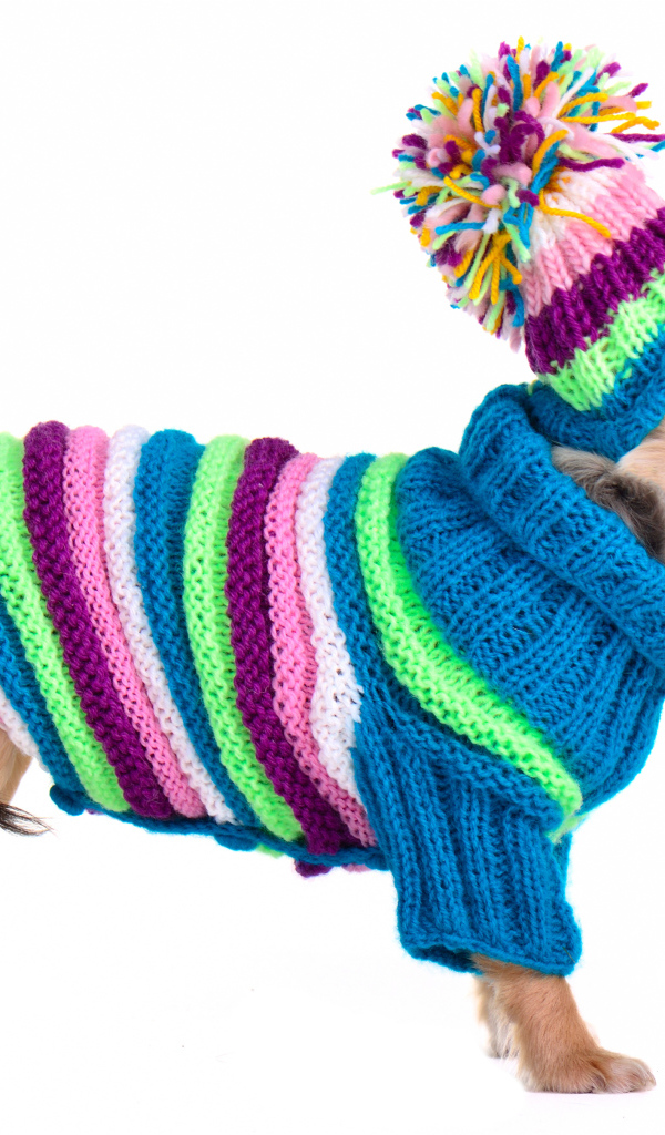 Чихуахуа в вязаном костюме на белом фоне