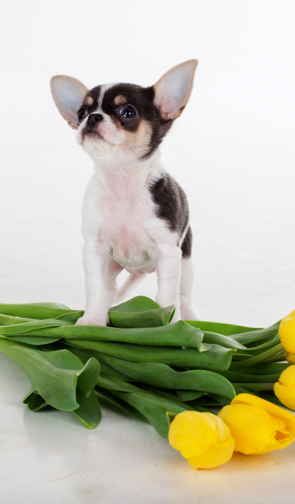 Щенок чихуахуа с букетом желтых тюльпанов на сером фоне