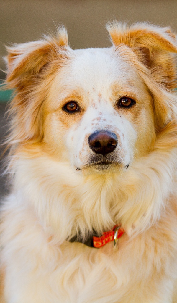 Умная собака с ошейником