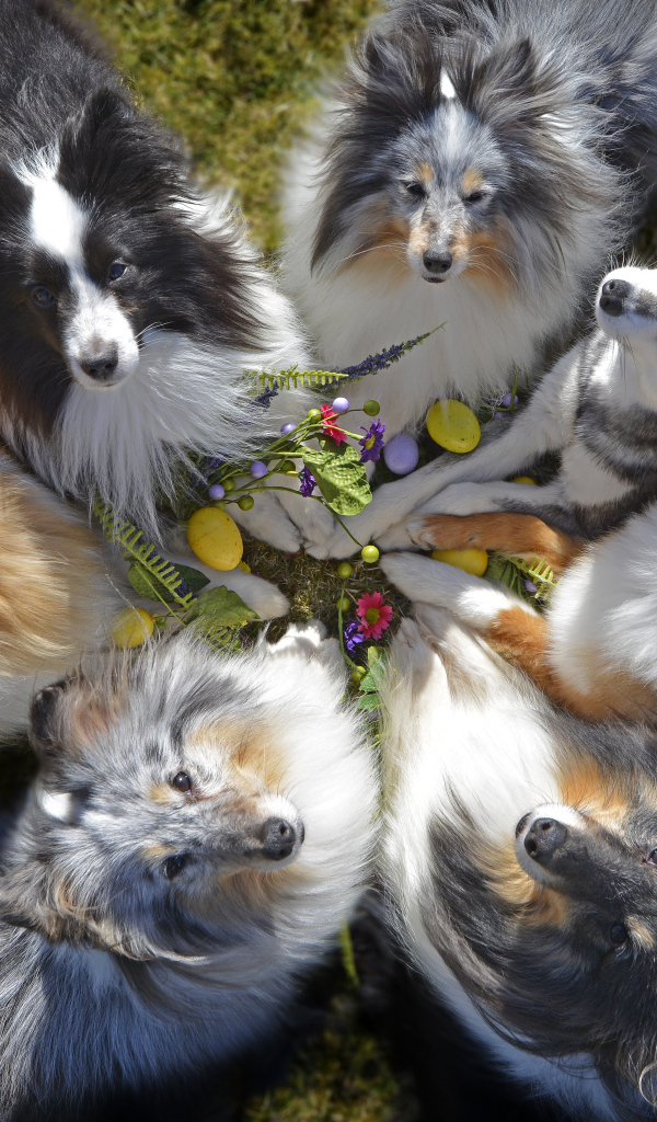 Собаки породы колли смотрят вверх