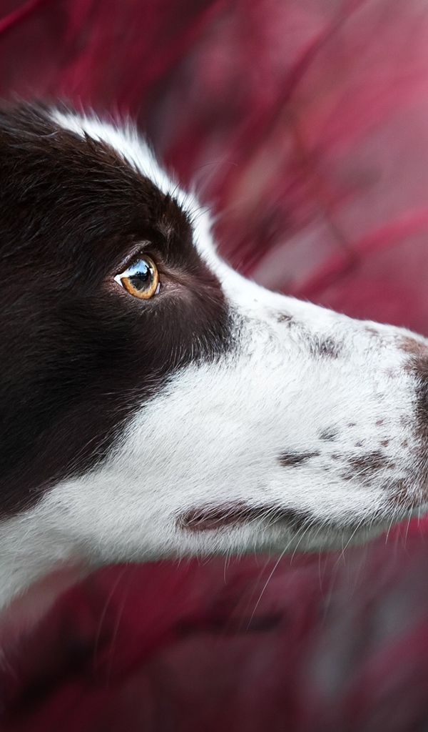 Любопытный взгляд  собаки породы бордер колли