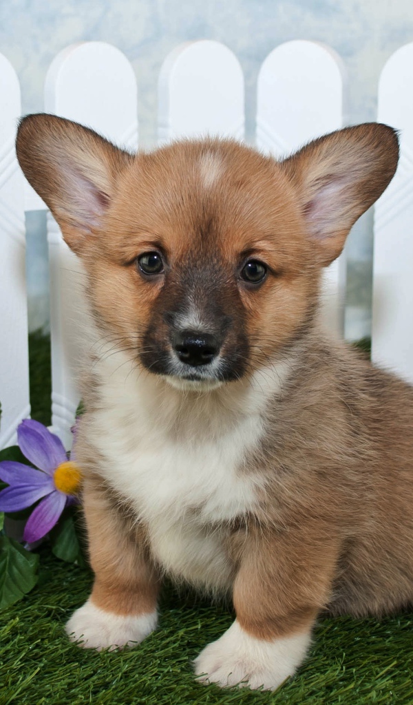 Милый маленький щенок вельш корги сидит на траве