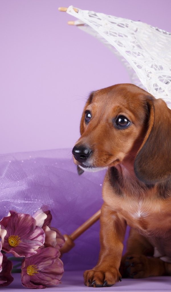 Такса под белым зонтом на фиолетовом фоне