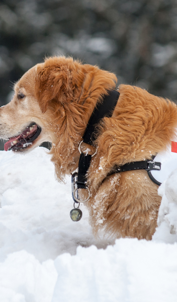 Собака золотистый ретривер спасатель на снегу