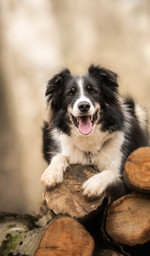 Собака породы бордер колли лежит на бревнах