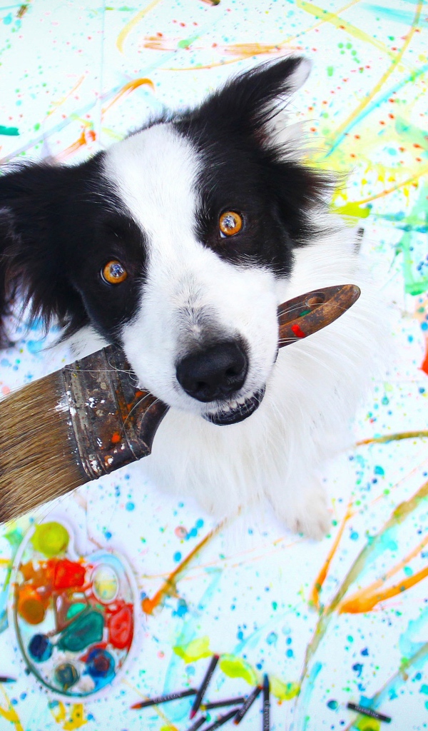 Собака породы бордер колли с кисточкой в пасти