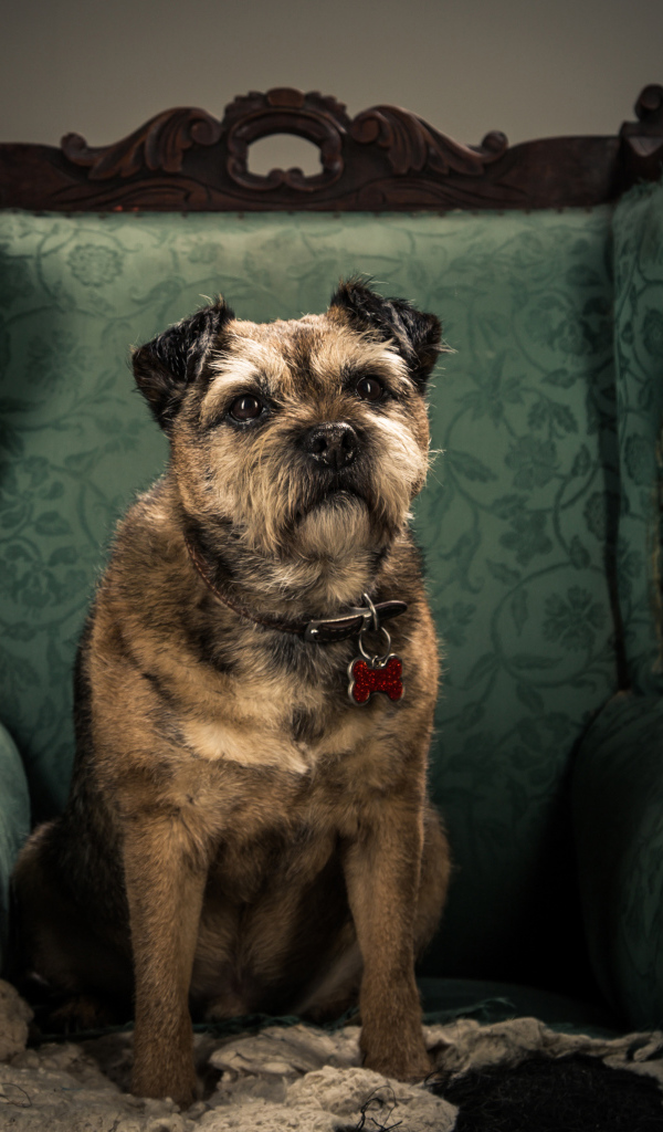 Собака породы Бордер-терьер сидит в кресле
