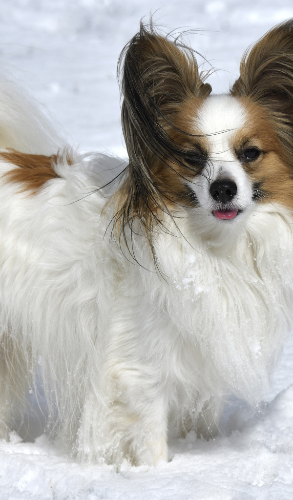 Пес породы Кинг-чарльз-спаниель стоит на снегу