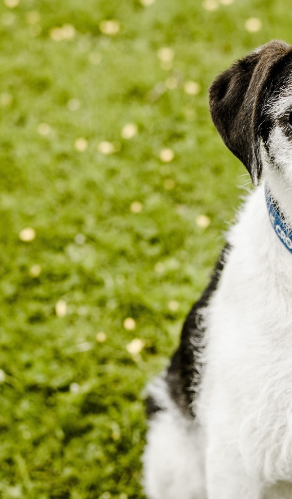 Пес с высунутым языком сидит на зеленой траве