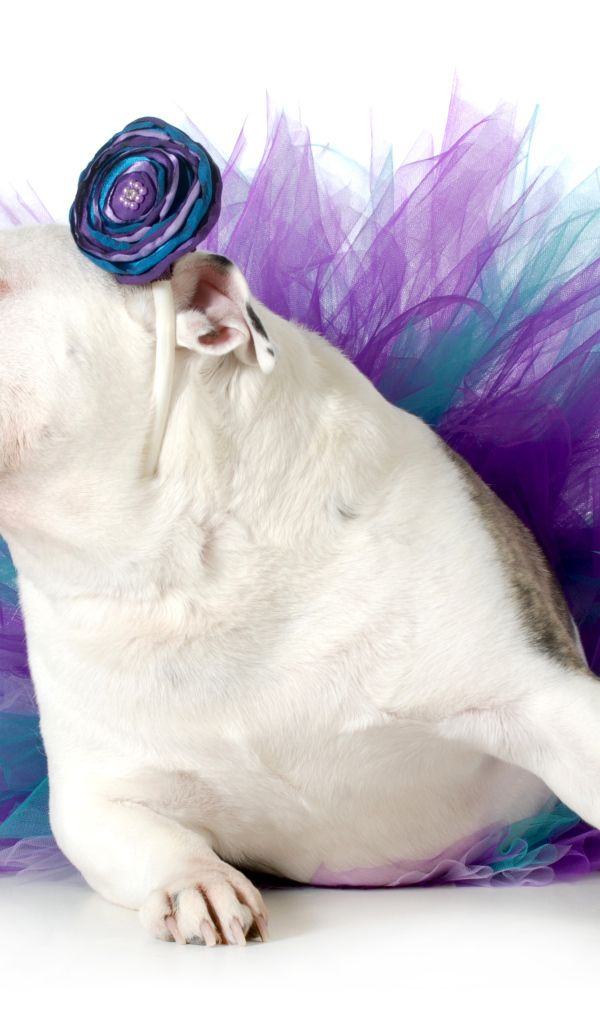 Английский бульдог в костюме на белом фоне