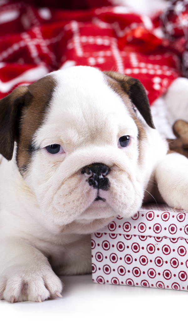 Щенок английского бульдога с новогодними  подарками