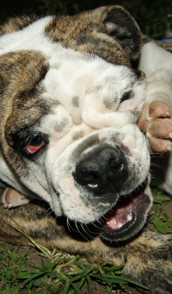 Английский бульдог со щенком играют на траве