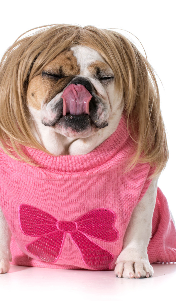 Английский бульдог в парике на белом фоне