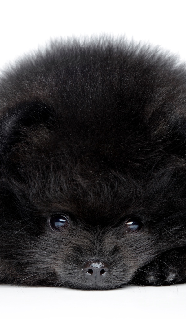 Пушистый черный померанский шпиц на белом фоне