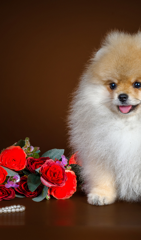Пушистый шпиц с букетом цветов и шкатулкой