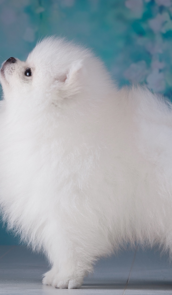 Пушистый белый шпиц боком