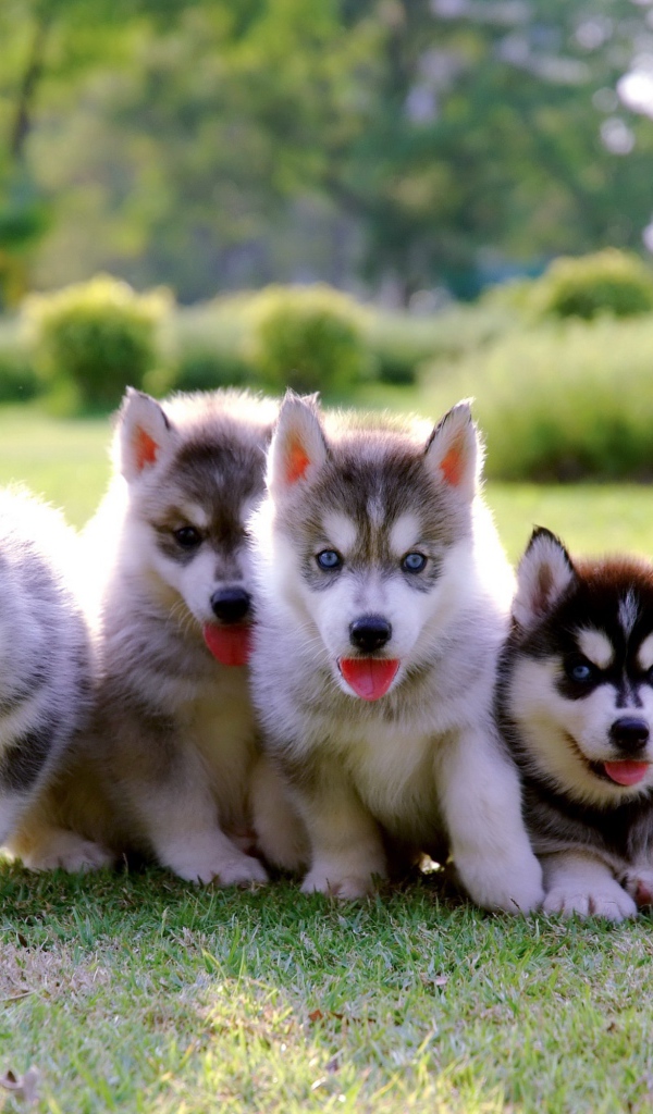 Four little cute husky puppies on the grass