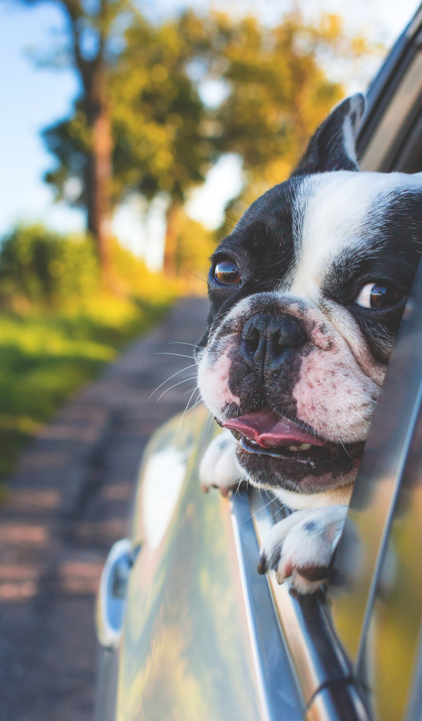 Французский бульдог выглядывает из окна машины