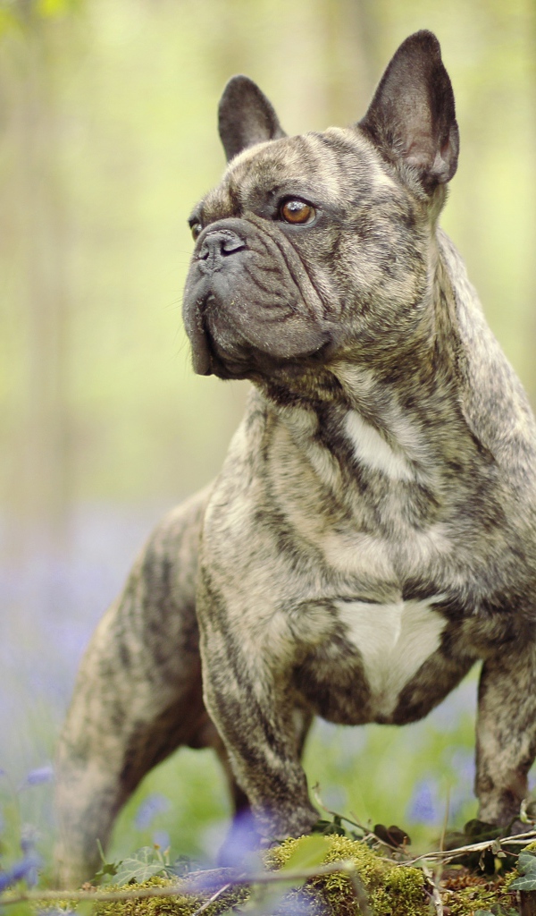 Французский бульдог гуляет по лесу