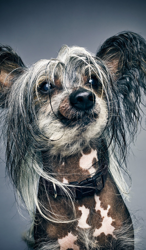 Забавная Китайская хохлатая на сером фоне