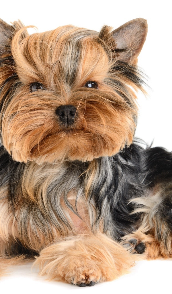 Смешной йоркширский терьер на белом фоне