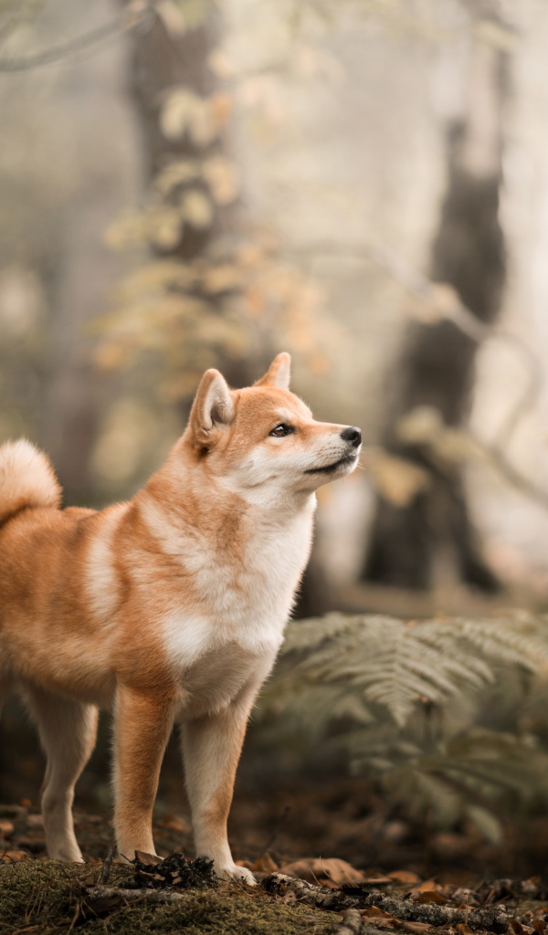 Забавный пес Акита в лесу