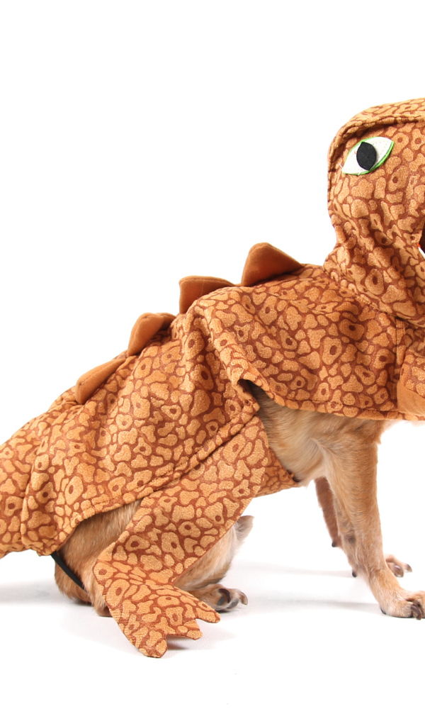 Забавный пес породы чихуахуа в костюме динозавра на белом фоне