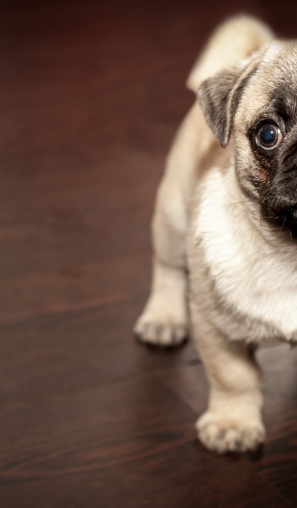 Смешной мопс крупным планом