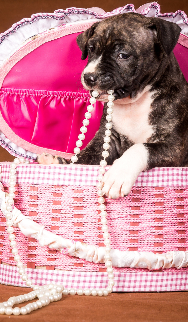 Забавный щенок в розовой корзине с бусами