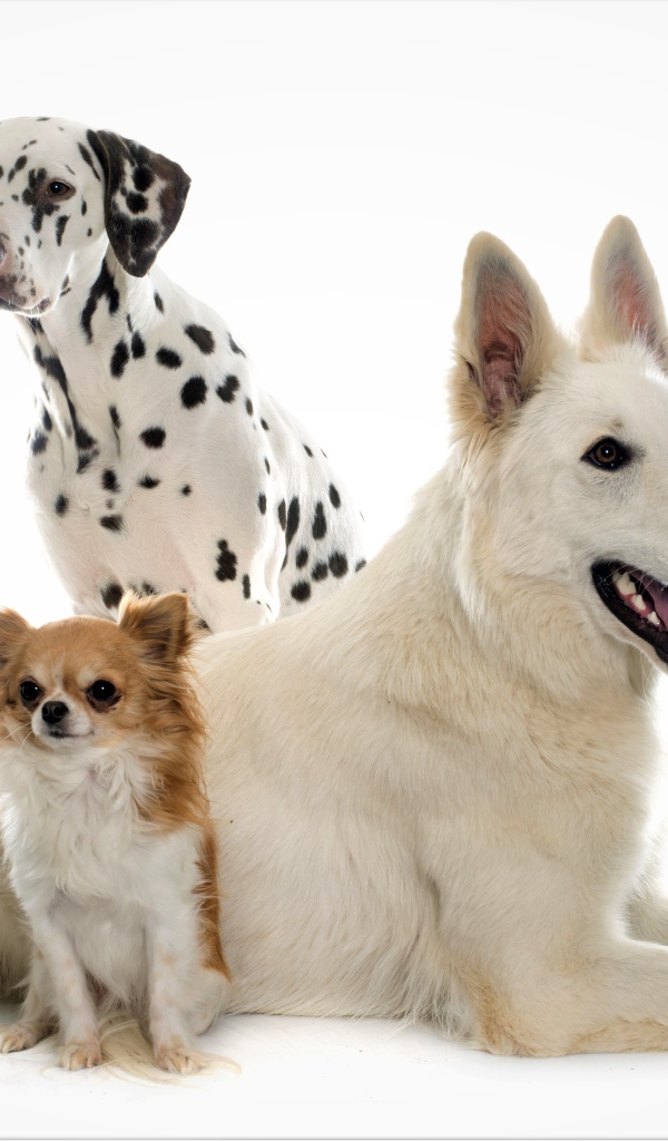 Немецкая овчарка, далматинец и чихуахуа на белом фоне