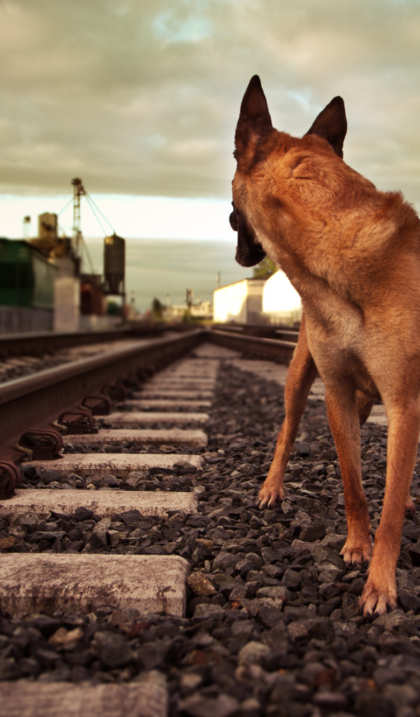 Немецкая овчарка бежит по железной дороге