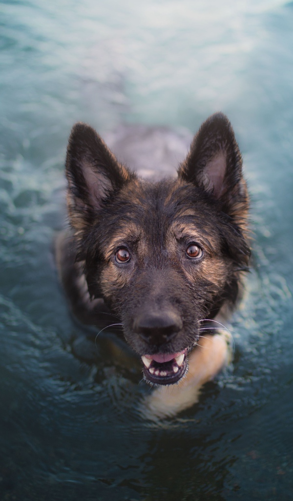Немецкая овчарка в воде смотрит на  хозяина