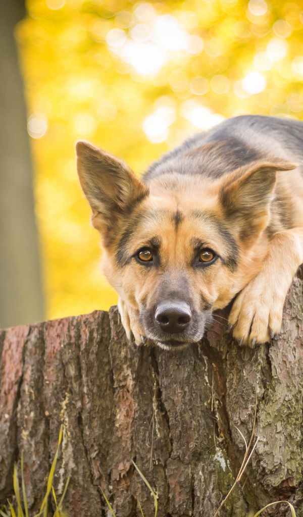 Немецкая овчарка лежит на пне