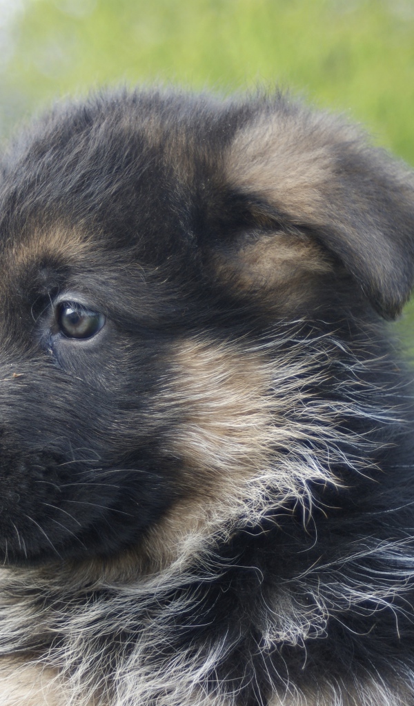 Щенок немецкой овчарки крупным планом