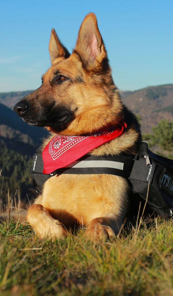 Немецкая овчарка с рюкзаком лежит на траве на фоне гор