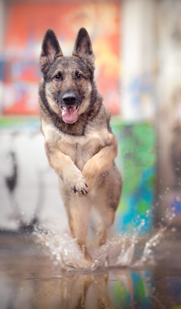 Немецкая овчарка с высунутым языком бежит по воде 