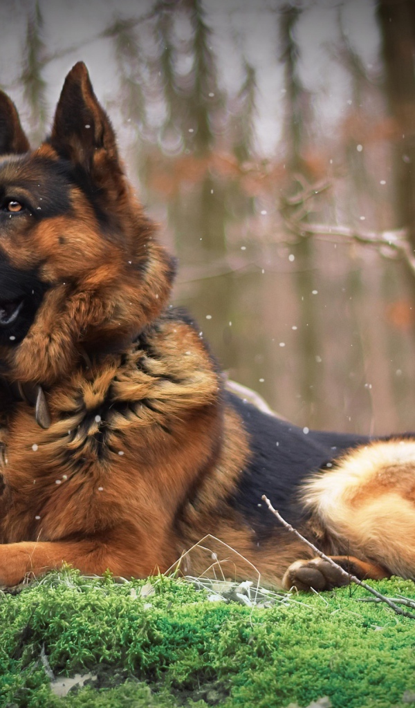 Немецкая овчарка лежит на покрытой мхом земле