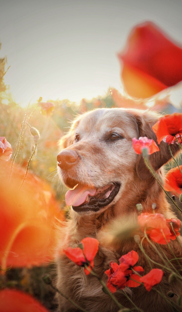 Золотистый ретривер в цветах красного мака
