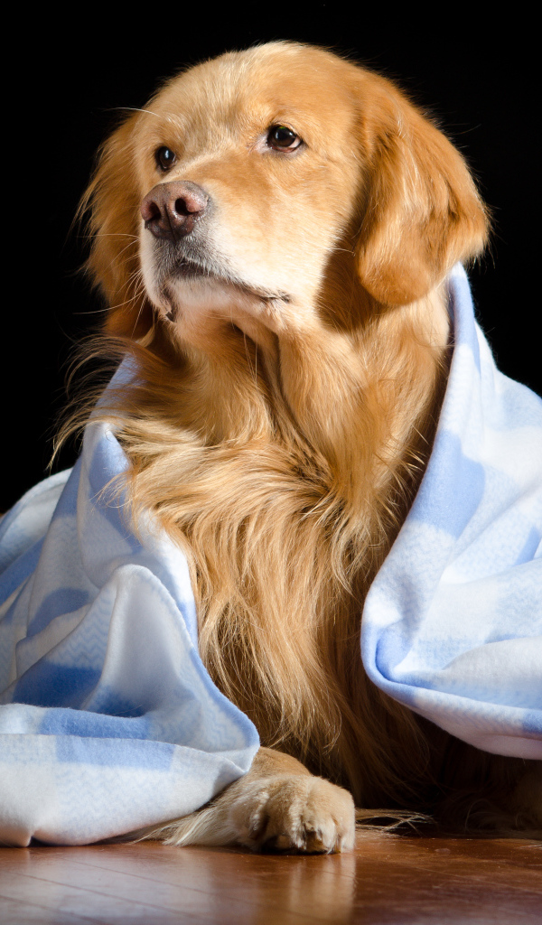 Золотистый ретривер лежит под пледом на черном фоне