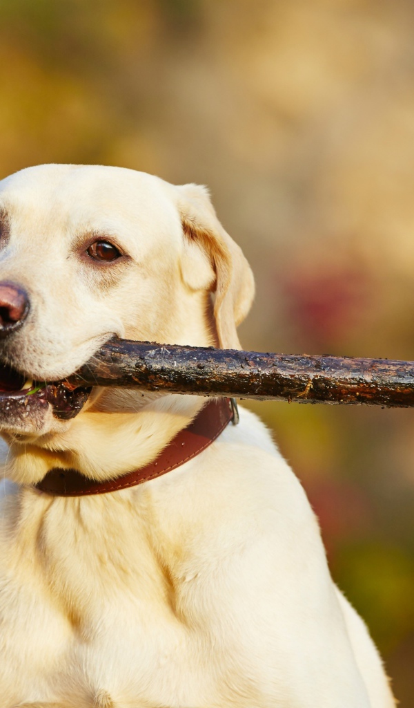 Золотистый ретривер с палкой в зубах