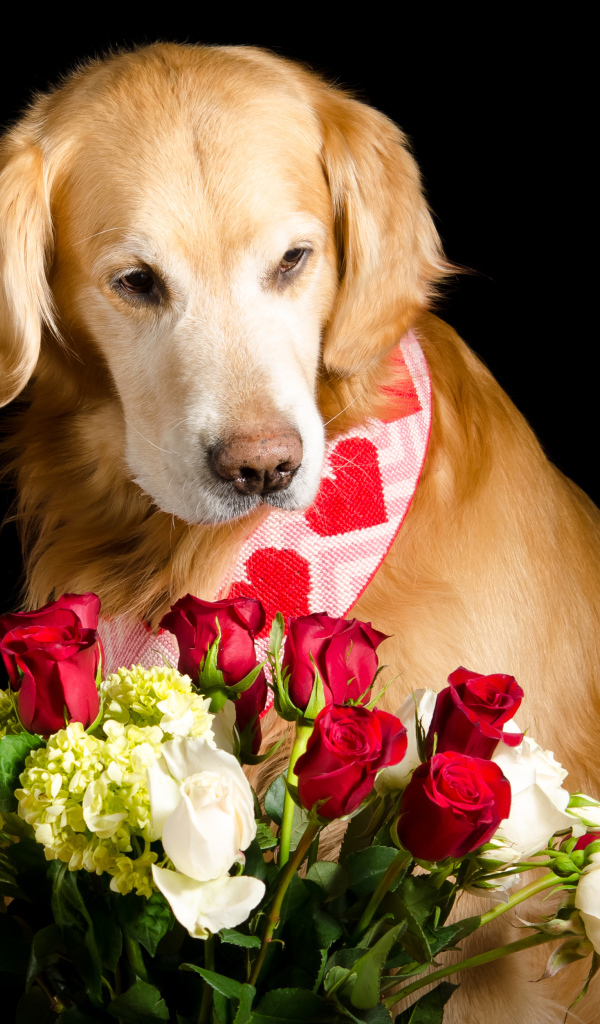 Золотистый ретривер с букетом роз на черном фоне