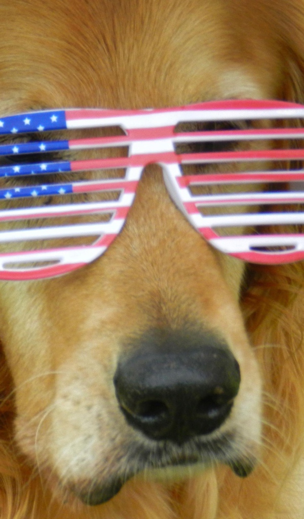 Золотистый ретривер в очках 