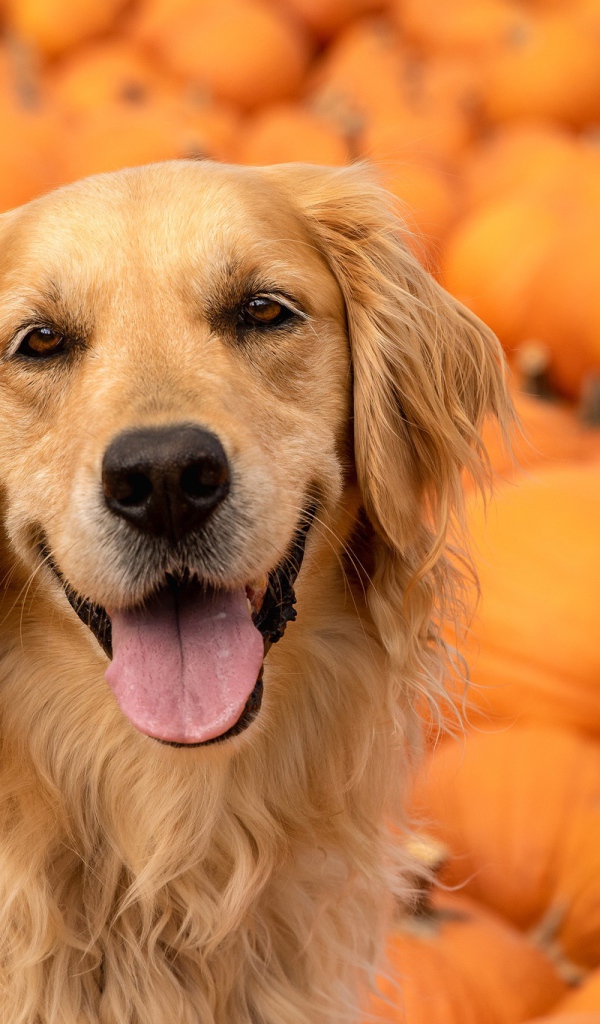 Золотистый ретривер с высунутым языком на фоне тыкв