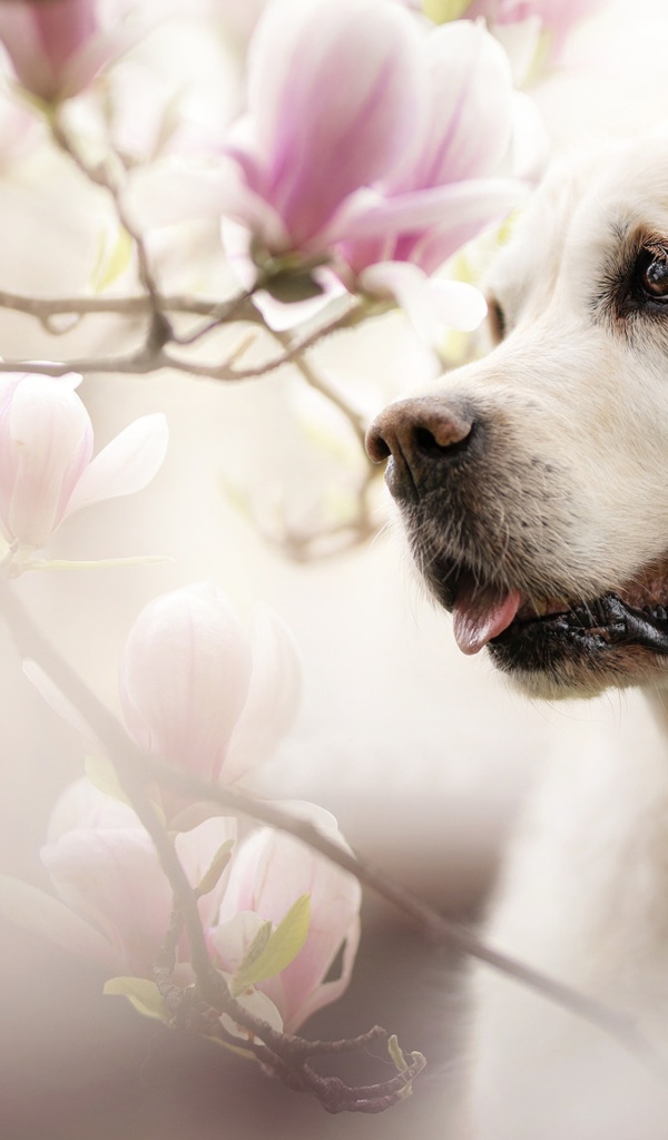 Золотистый ретривер с высунутым языком в розовых цветах