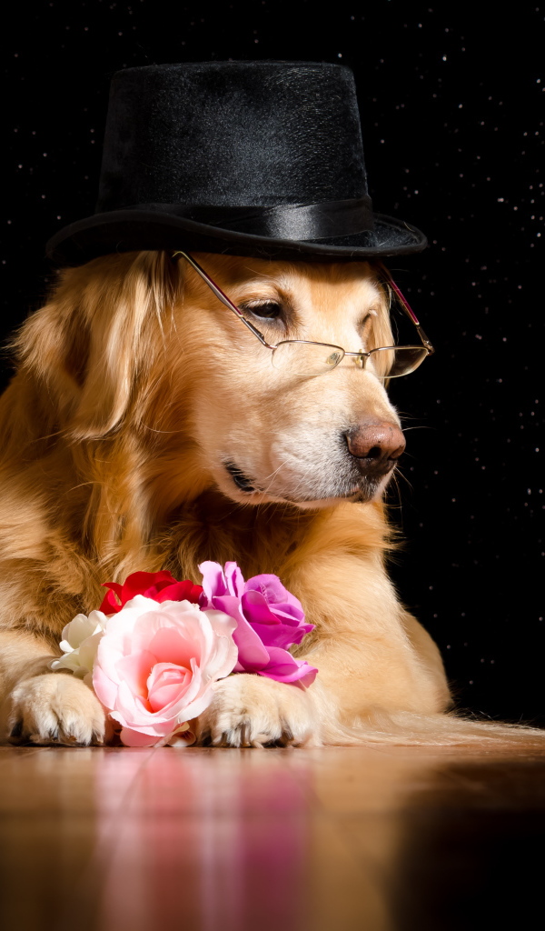Золотистый ретривер в черной шляпе с цветами