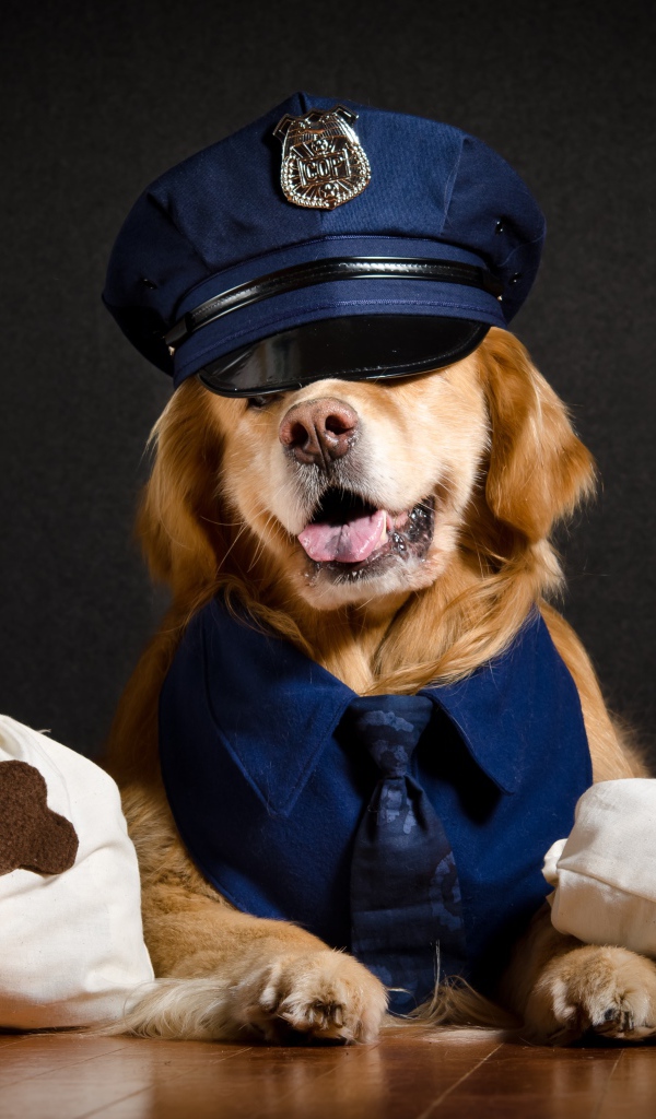 Золотистый ретривер в костюме полицейского 