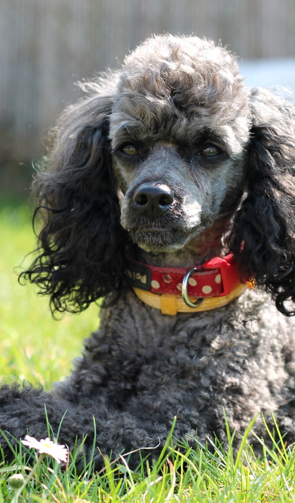 Gray poodle with a collar lying on the green grass