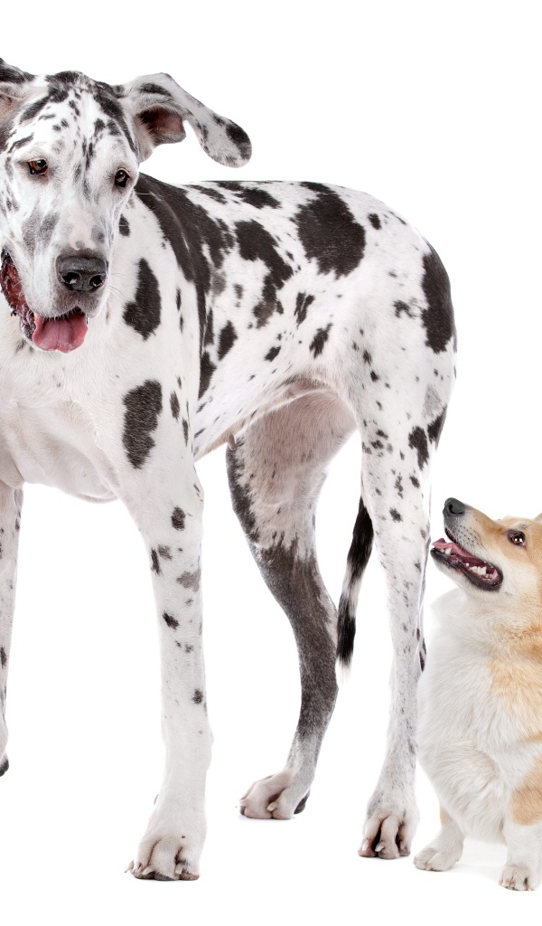 Немецкий дог и вельш корги на белом фоне