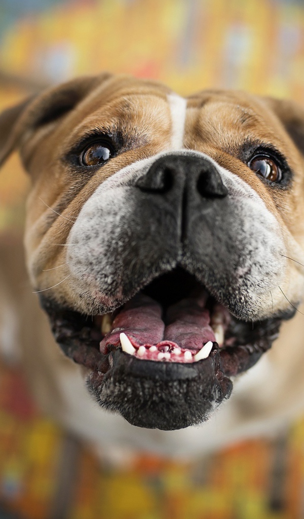 Довольная морда собаки породы боксер